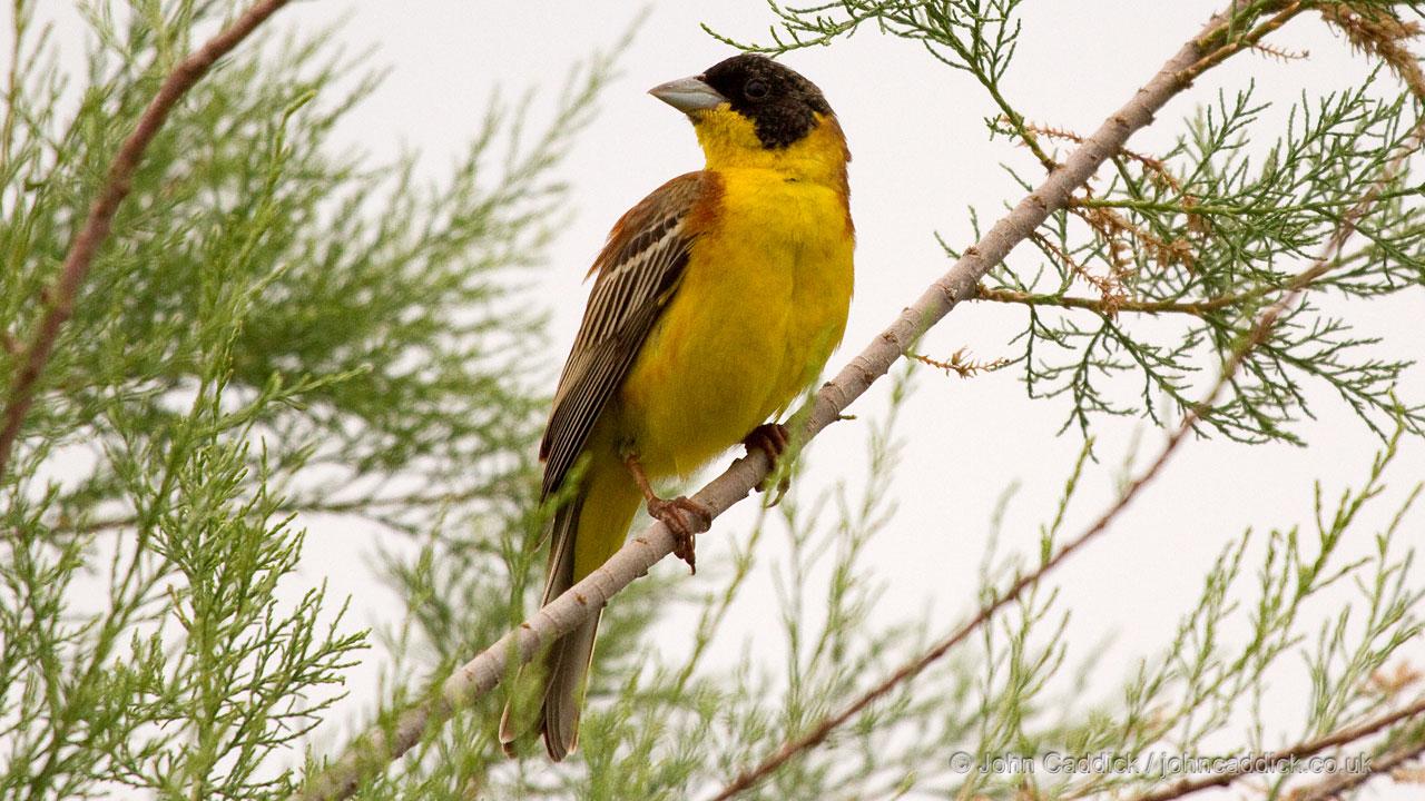 Black-headed Bunting adult male