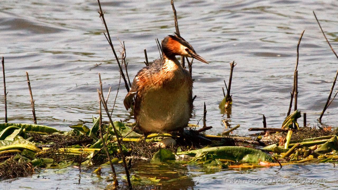 Great Crested Grebe on nest with eggs