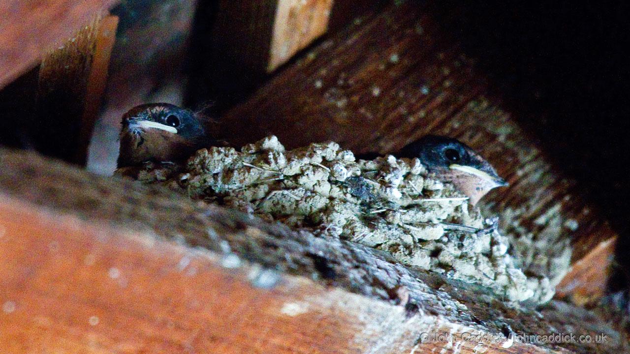 Barn Swallows in the nest