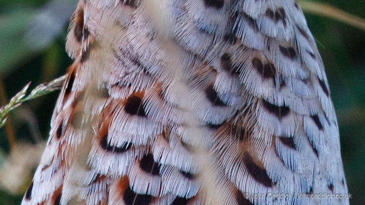Common Pheasant adult female