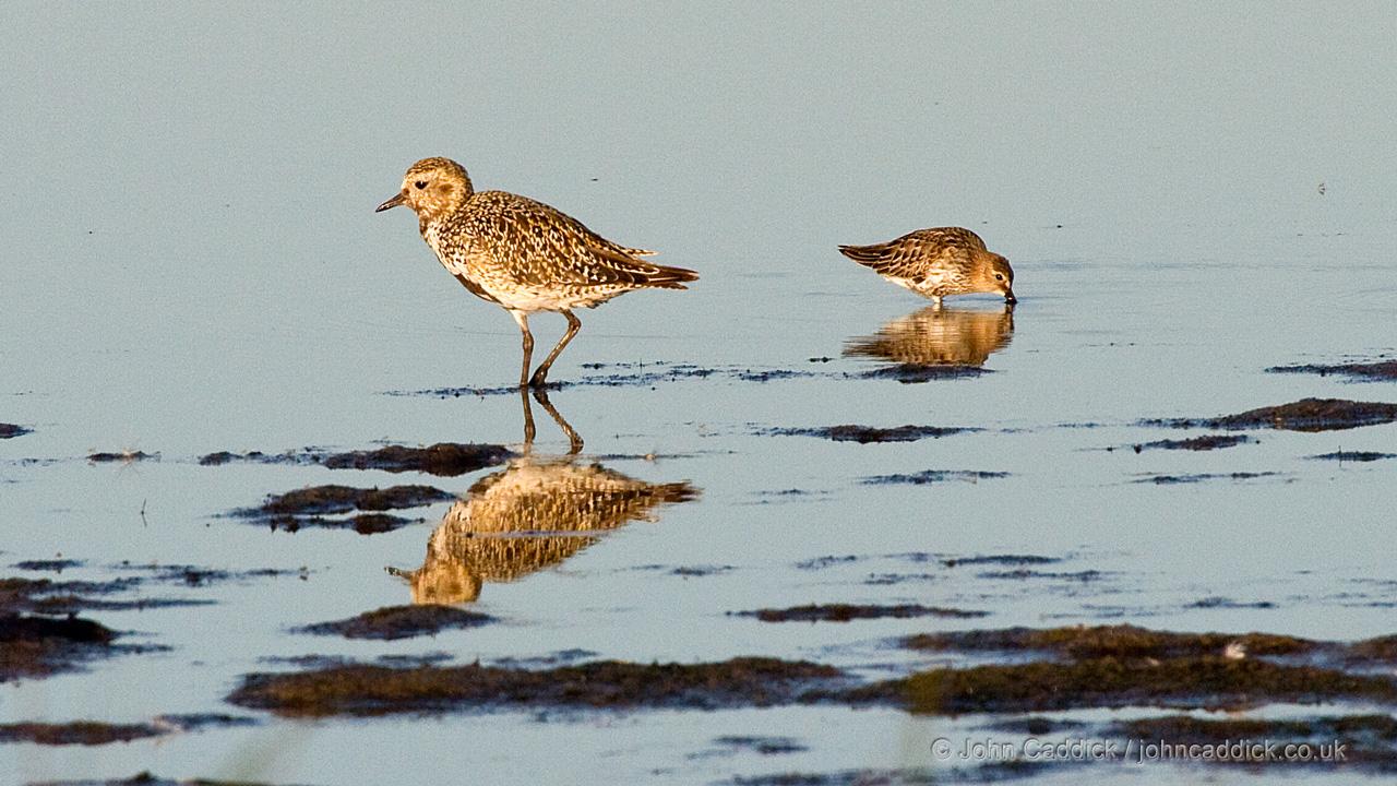 090712_G_Plover_and_Dunlin2