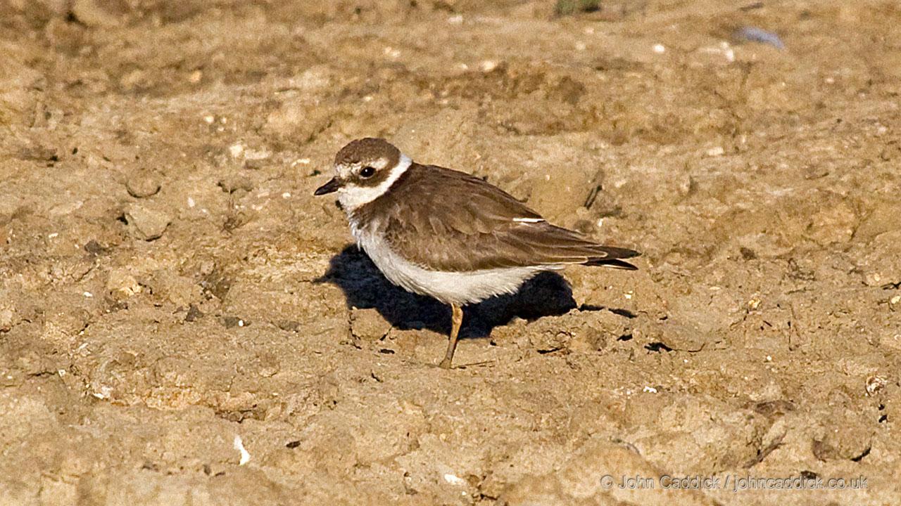 090712_Ringed_Plover3_Oare