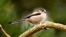 Long-tailed Tit adult