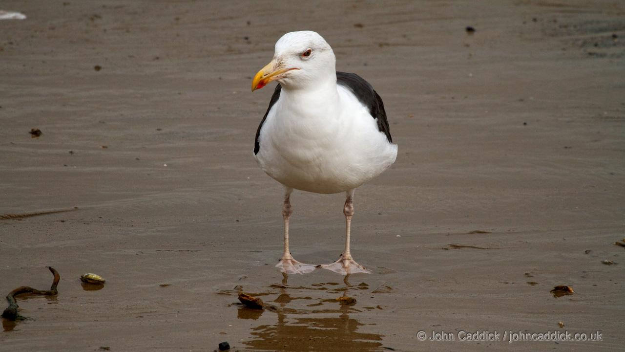 Great Black-backed Gull adult