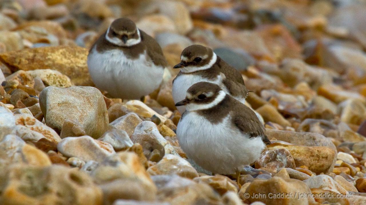 Common Ringed Plovers juvenile
