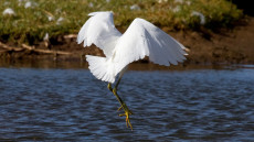 Little Egret