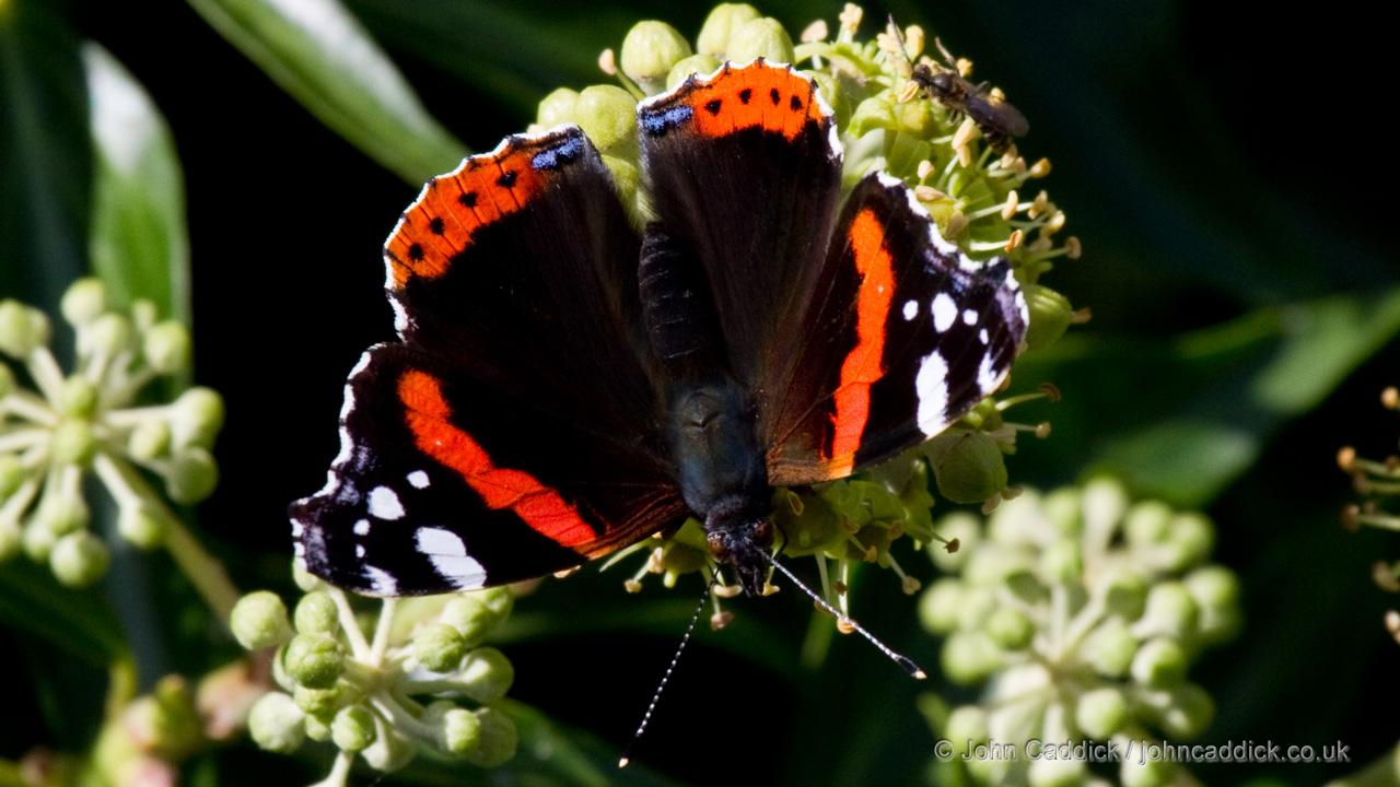 100412_Red_Admiral1