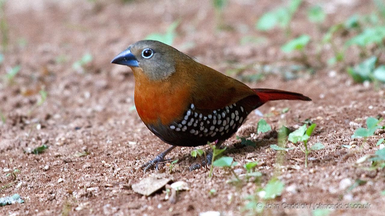 Red-throated Twinspot adult female