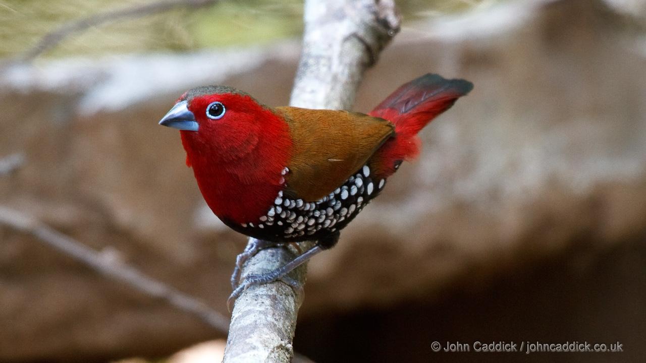 Red-throated Twinspot adult male