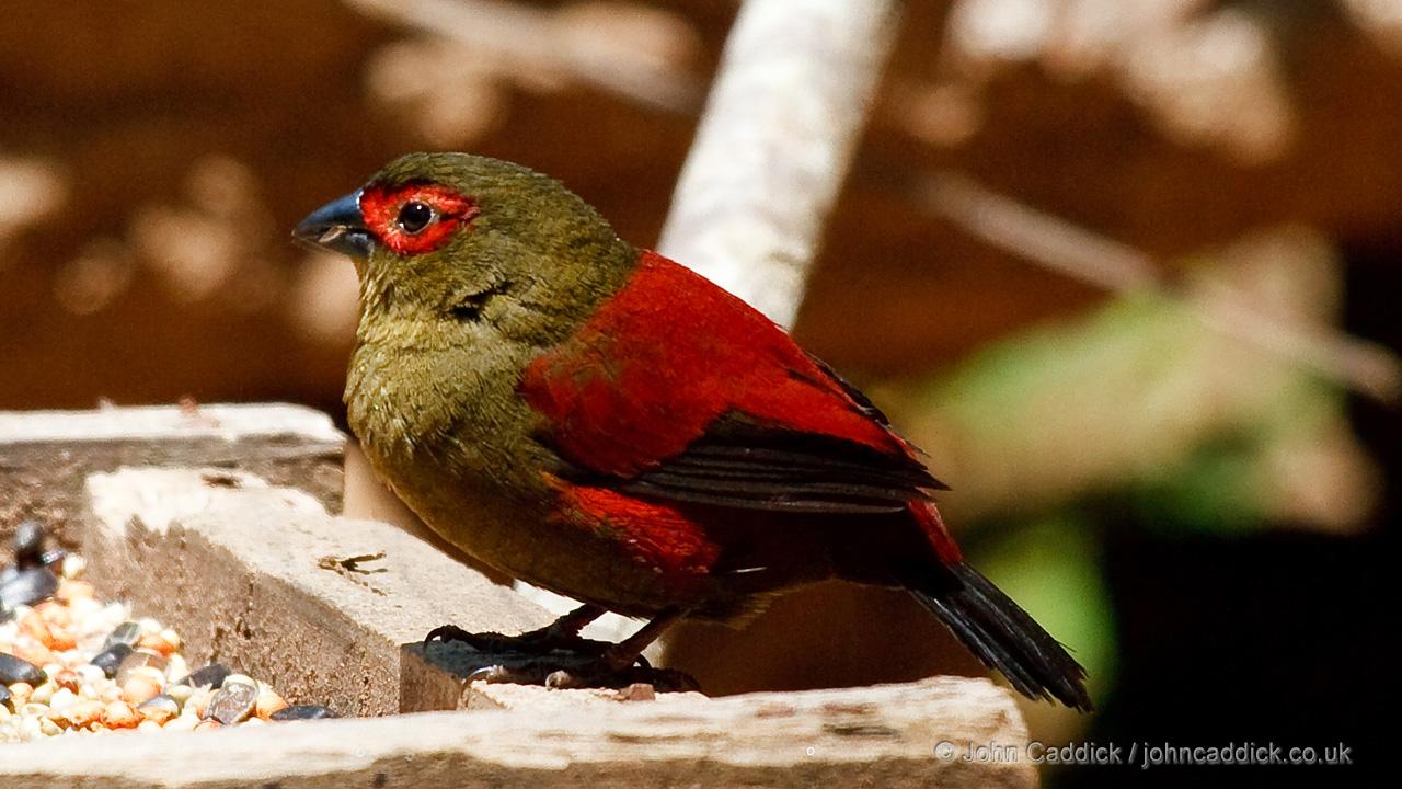 Red-faced Crimsonwing adult male