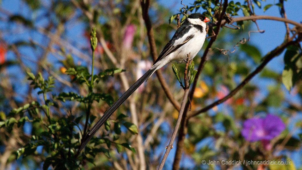 Pin-tailed Whydah adult male