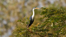 Pied Heron