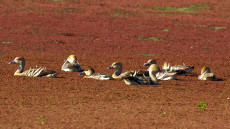 Plumed Whistling Duck