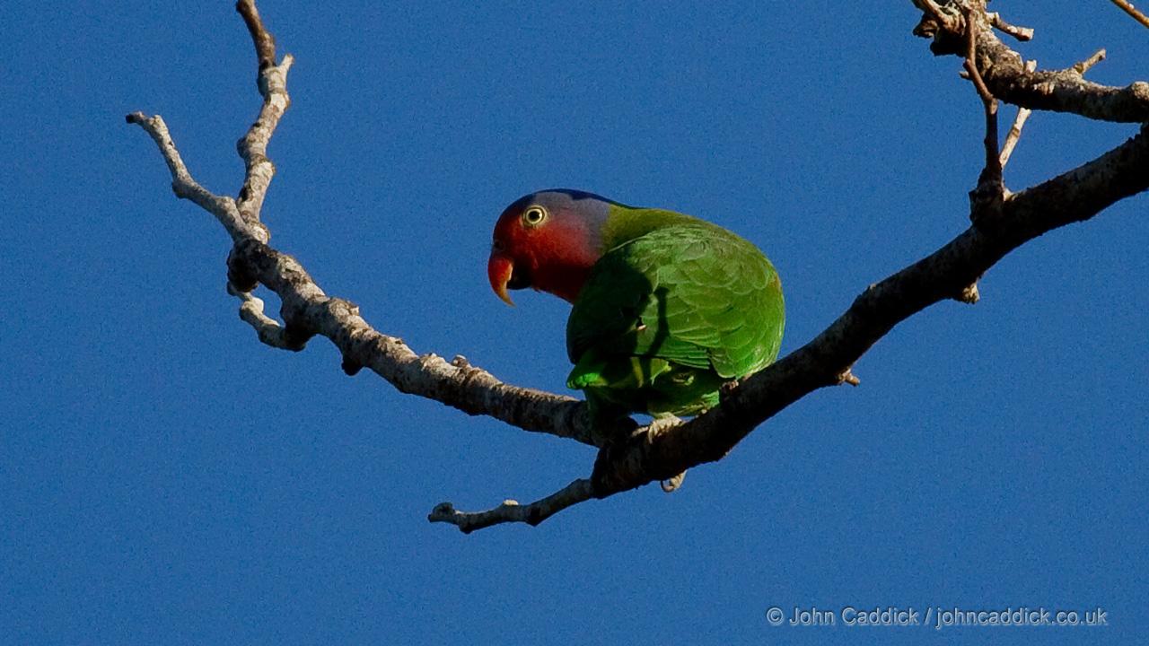 070112_Red_cheeked_Parrot2