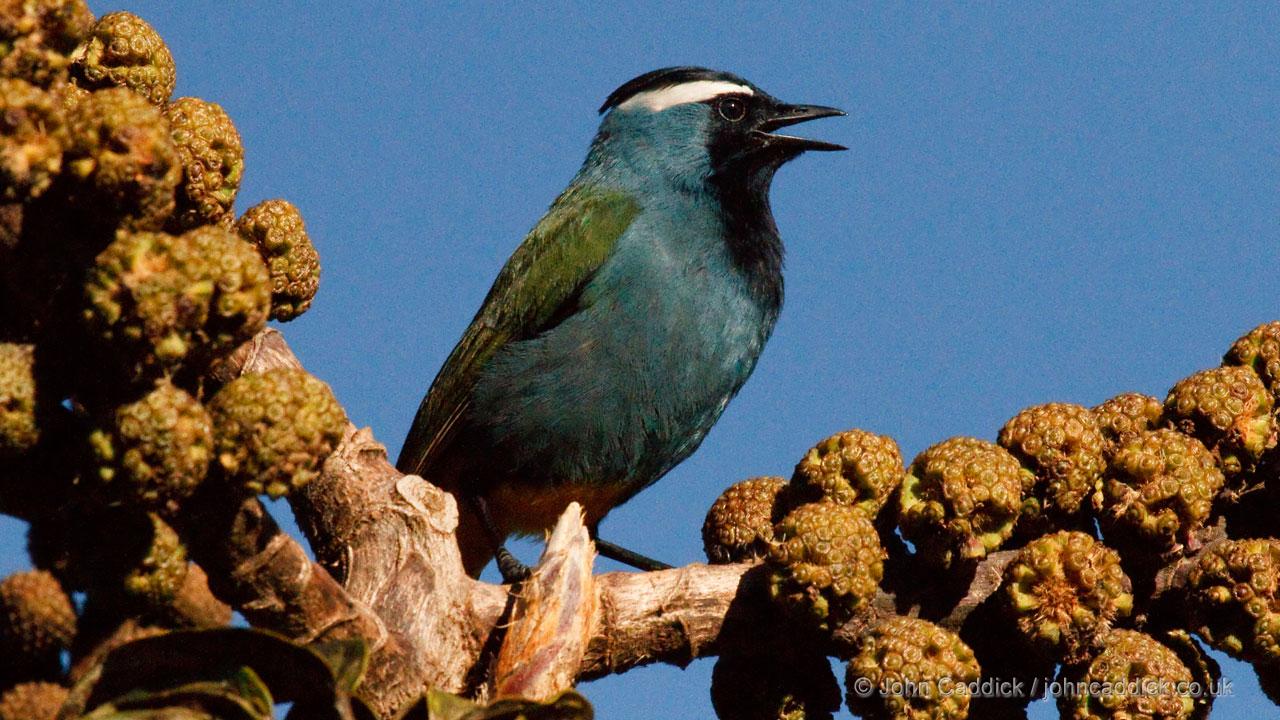 Crested Berrypecker