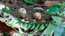 Melanesian Megapodes’ eggs