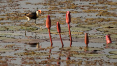 Comb-crested Jacana