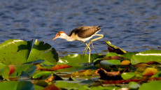 Comb-crested Jacana