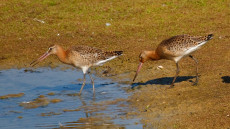 Black-tailed Godwit juvenile