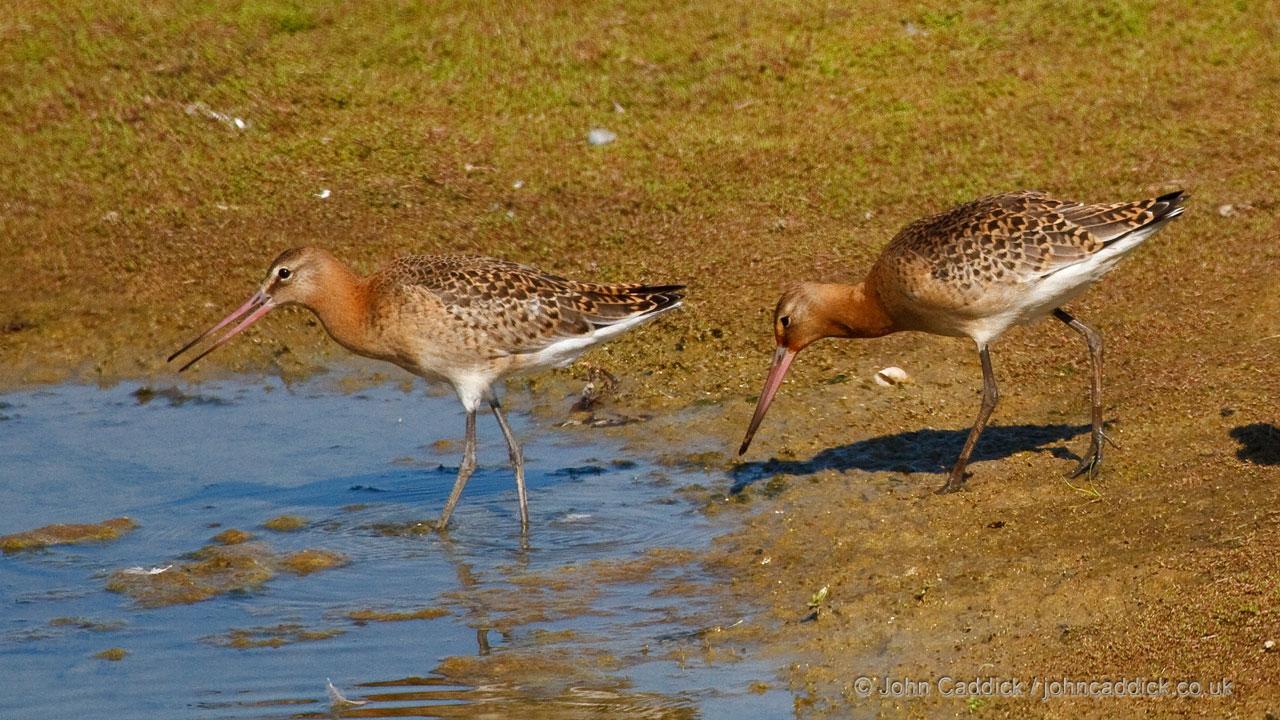 Black-tailed Godwit juvenile