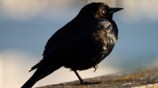 Brewer’s Blackbird adult male