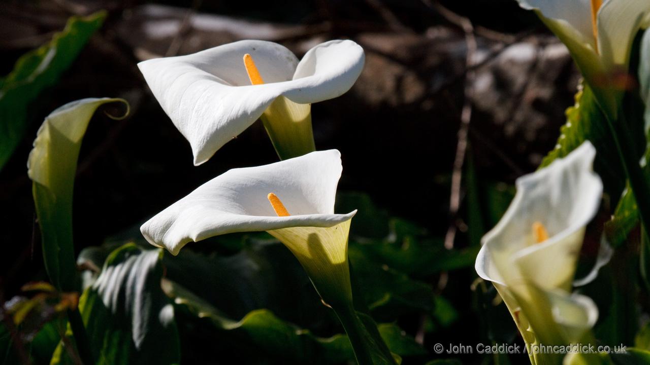 031012_Arum_Lily