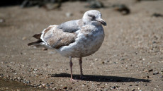 Western Gull second winter