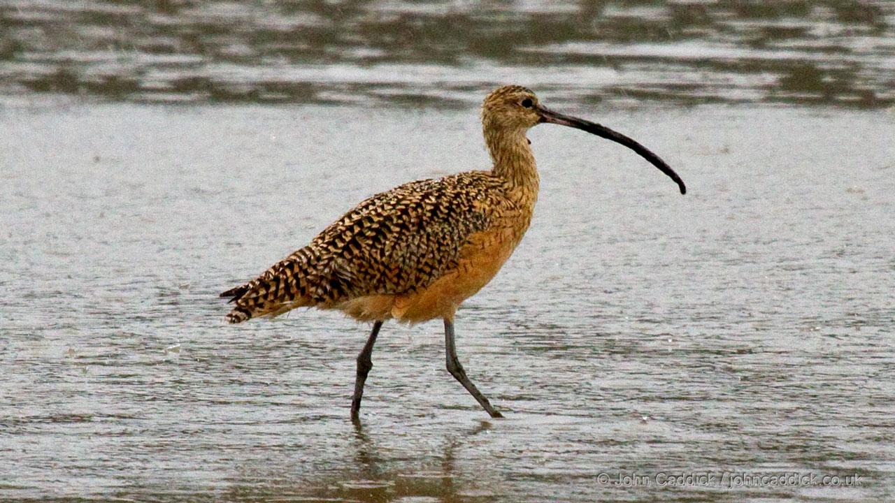 031412_Long_billed_Curlew4