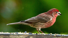 House Finch adult male