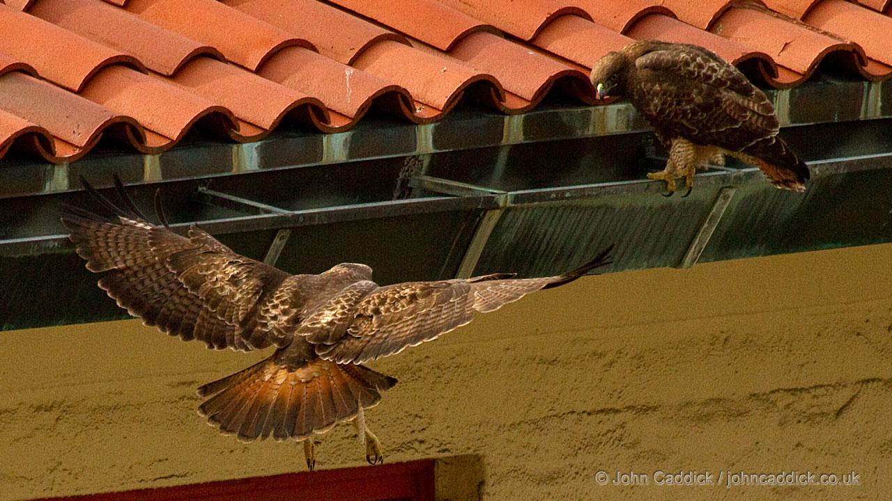 032112_Red_Tailed_Hawk3