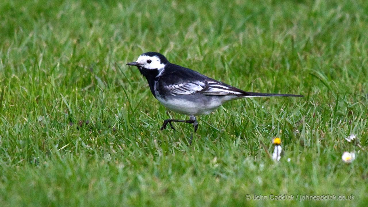 041012_Pied_Wagtail