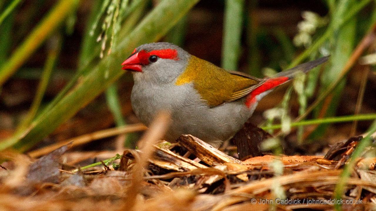 110913_Red_browed_Finch_m