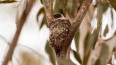 Varied Sittella on the nest