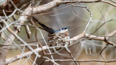 Restless Flycatcher on the nest