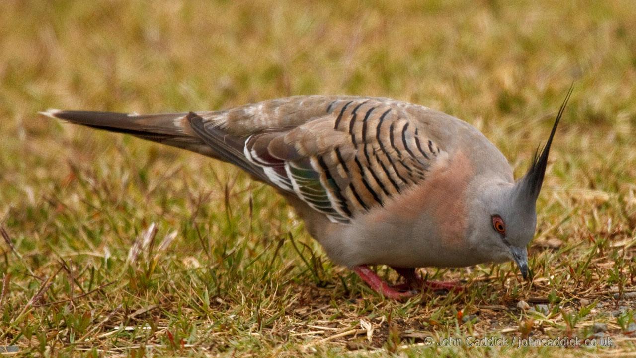 111313_Crested_Pigeon