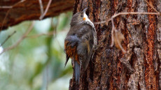 White-throated Treecreeper adult female