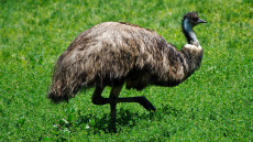 Emu adult male