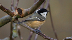 Coal Tit