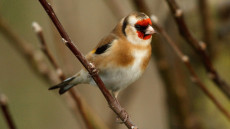 European Goldfinch