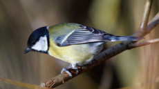 Great Tit