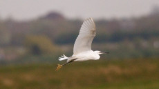 Little Egret