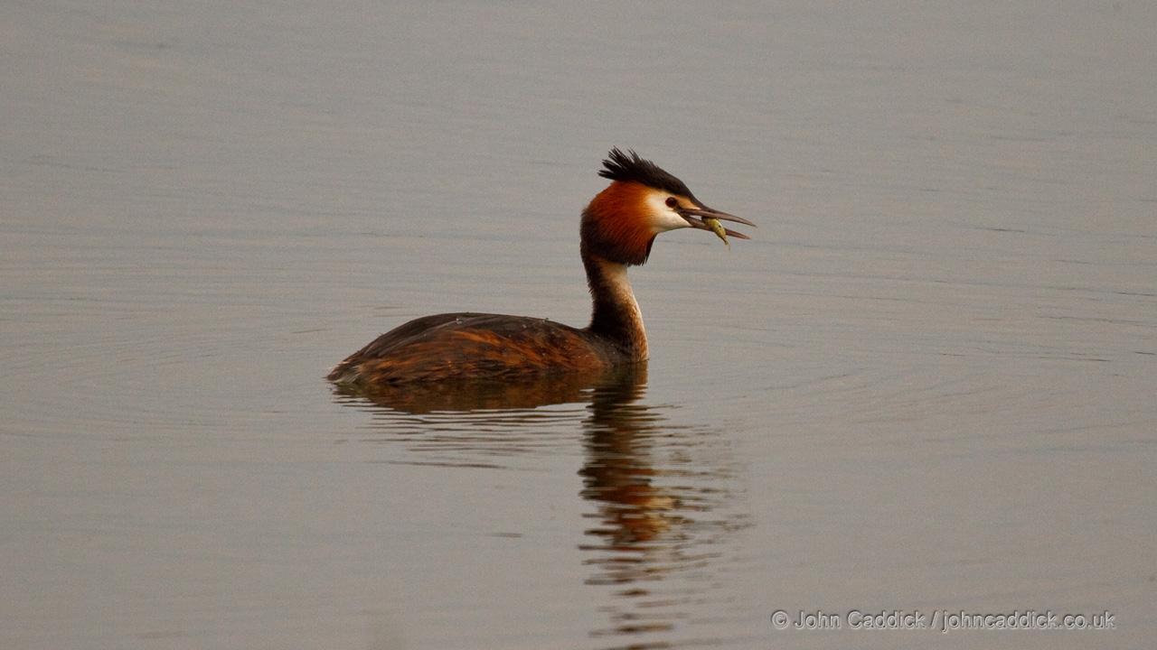 050114_Great_Crested_Grebe