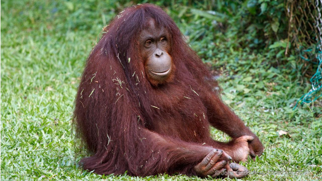101611_Orangutan