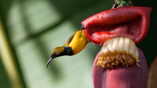 Olive-backed Sunbird adult male