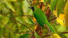 Lesser Green Leafbird adult male
