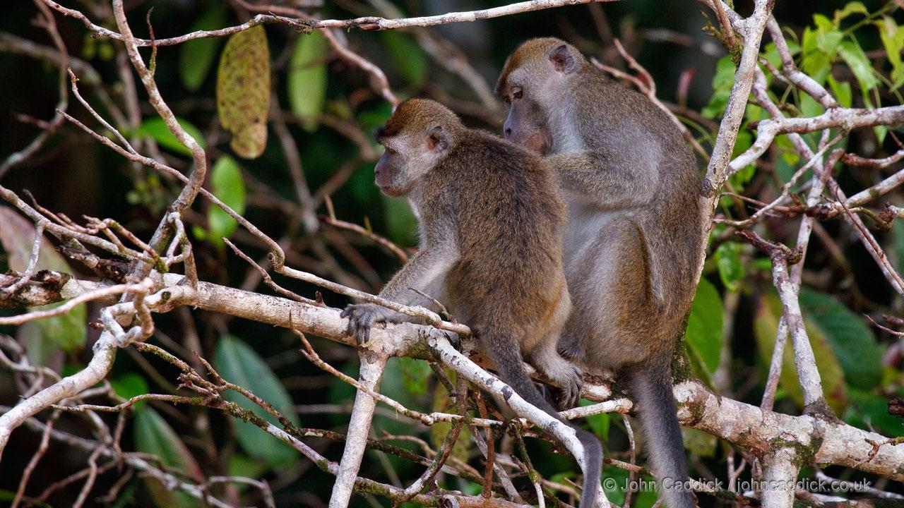 102111_Long_tailed_Macaque