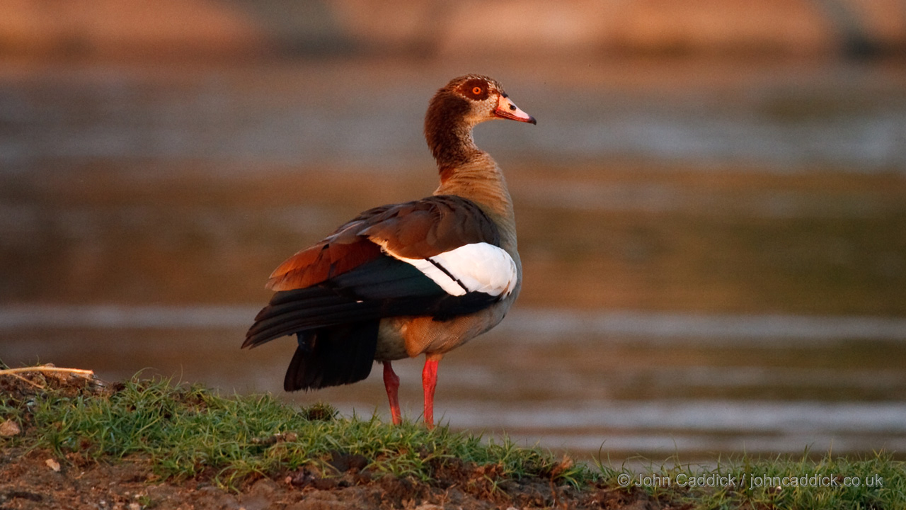 Egyptian Goose