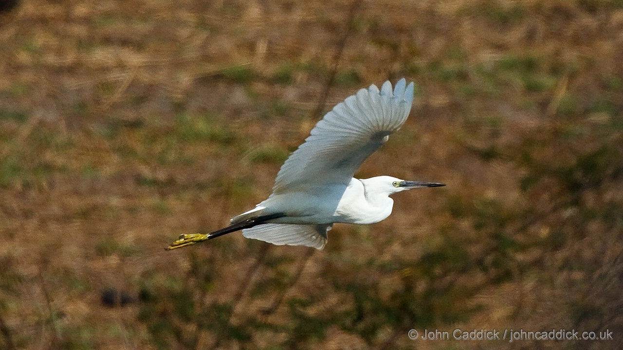 Little Egret