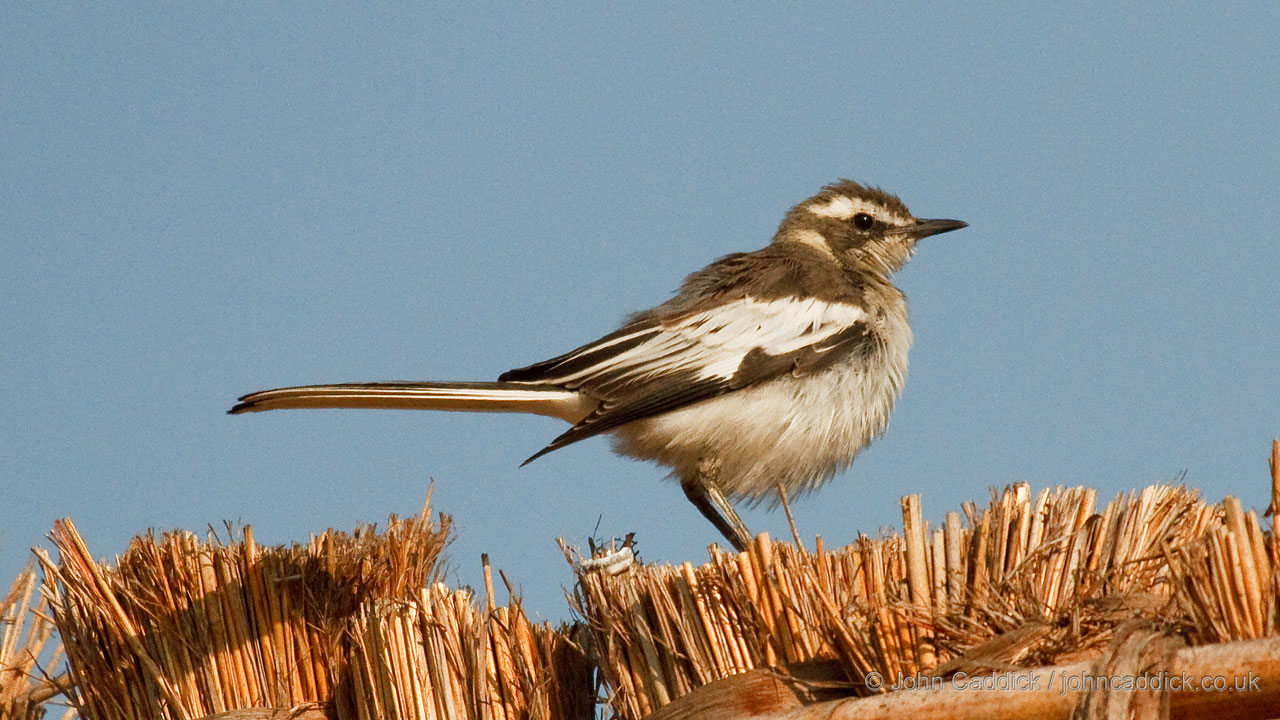 African Pied Wagtail juvenile