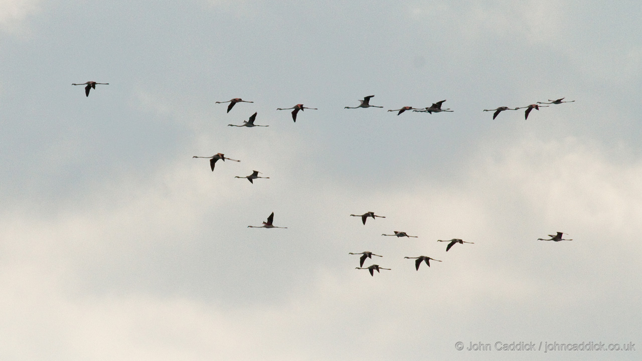 Greater Flamingo flock